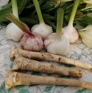 Meerrettich und Knoblauch gegen Lamblia