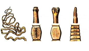 Arten von Bandwürmern beim Menschen