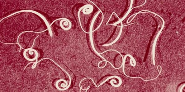 Foto von menschlichen Parasiten